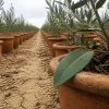 Préjuvénation : ce que le nouvel actif végétal de longévité de Symrise change vraiment