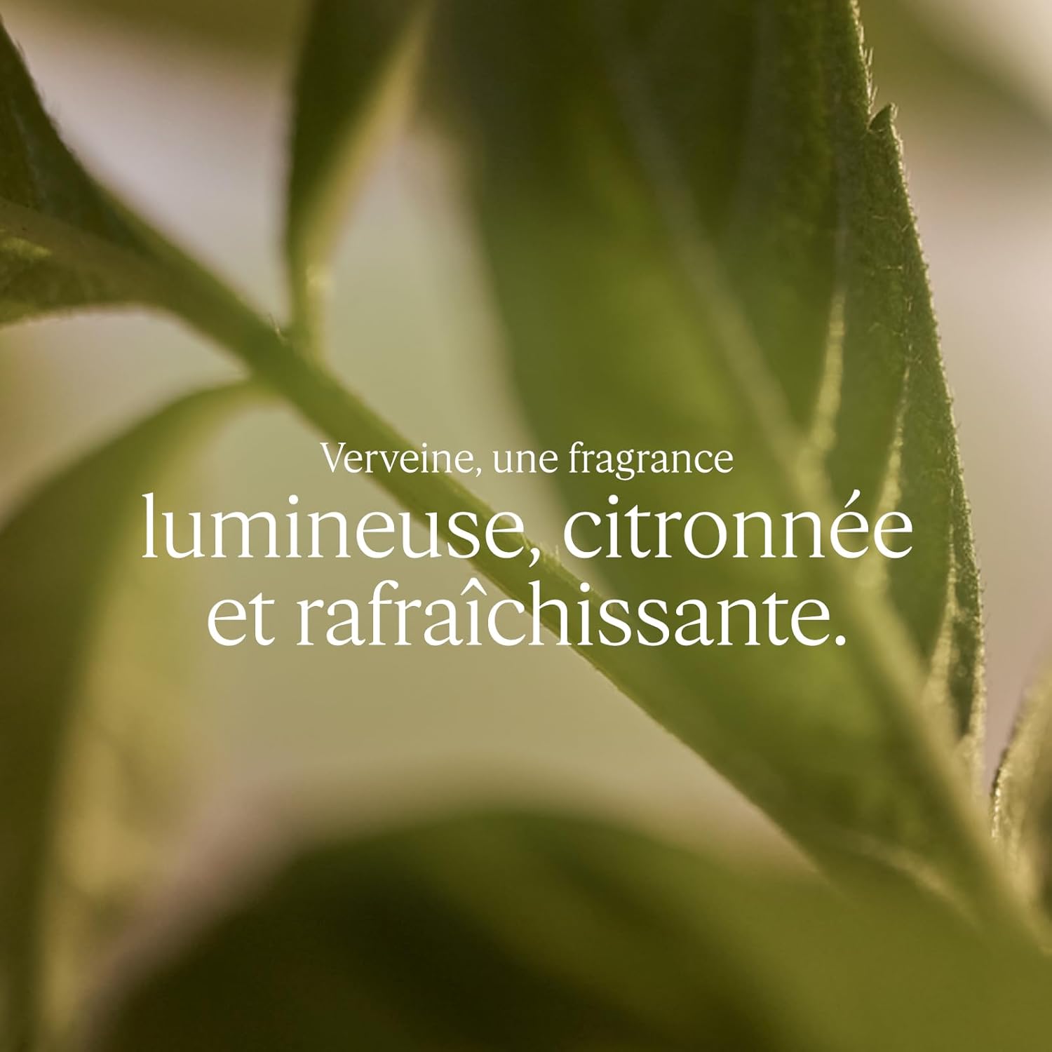 L'OCCITANE - Gel Douche Verveine - Notes acidulées et rafraîchissantes - Fabriqué en France 500 ml (Recharge)